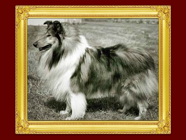 Chantique Collies Kennel