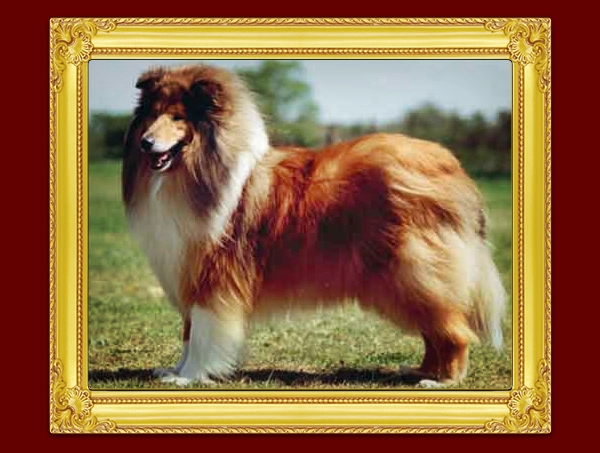 Chantique Collies Kennel
