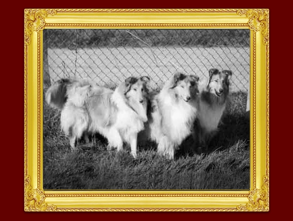 Chantique Collies Kennel