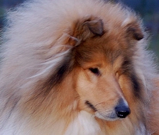 CH MOON WALKER DALLINAIRE FOR CHANTIQUE (IMP SRB)