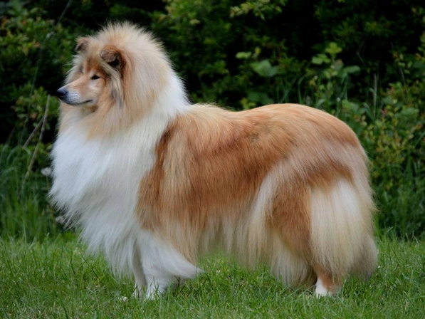 Retired Rough Collies