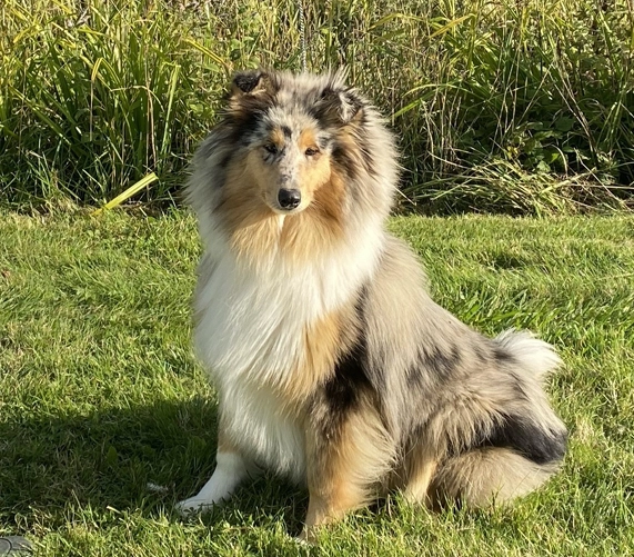 Retired Rough Collies