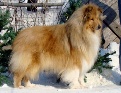 Rough Collie