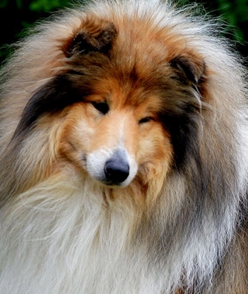 Rough Collie